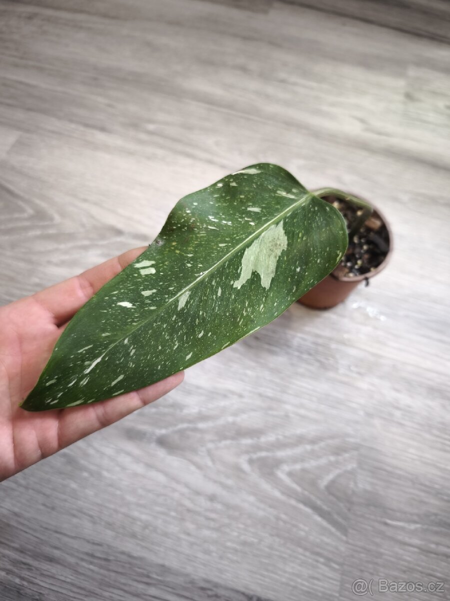philodendron white princess