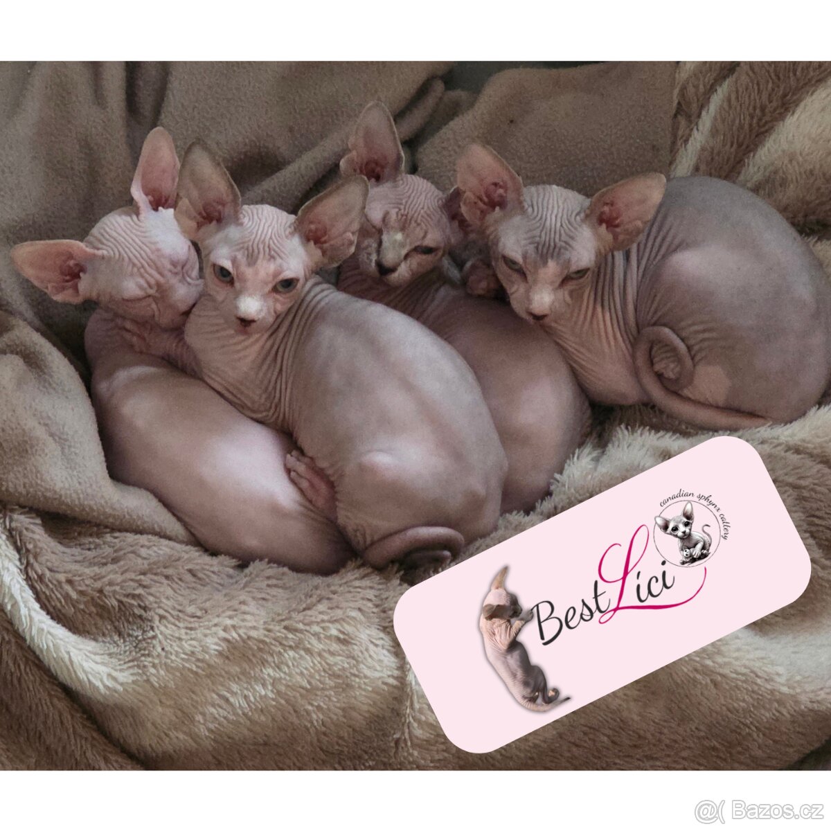 Koťatka kanadský sphynx s PP (testovaní rodiče)