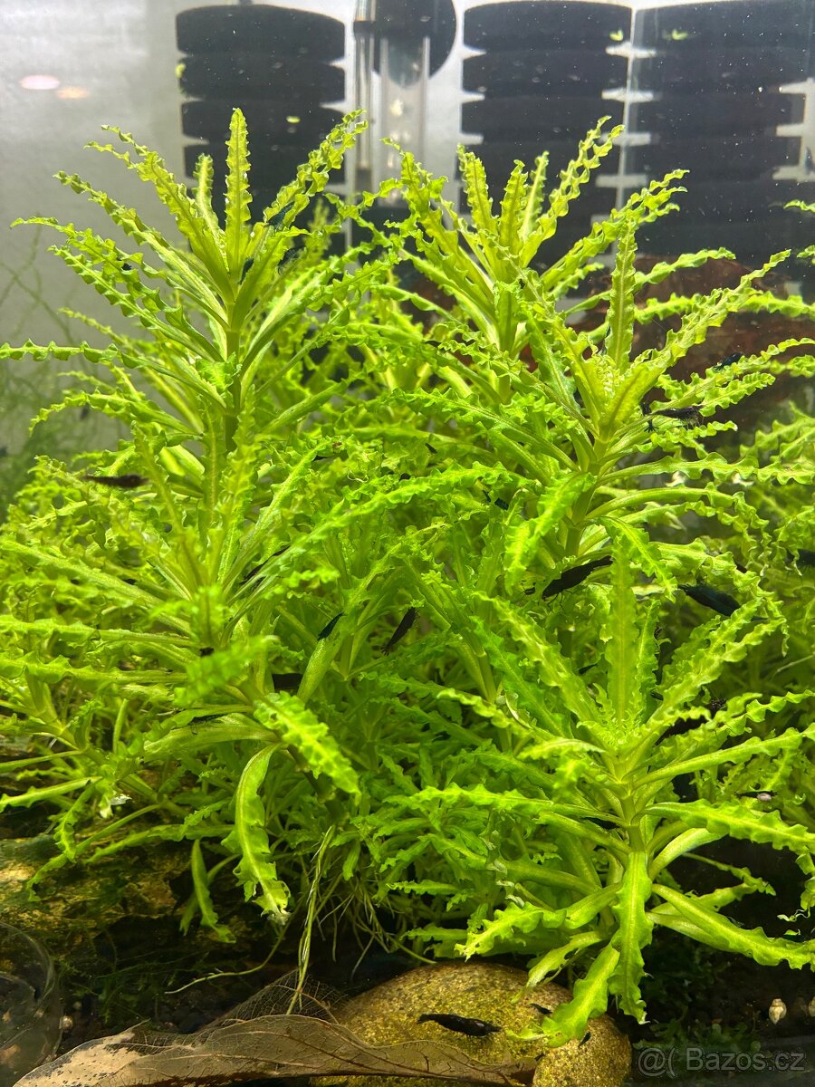 Rostlinka Pogostemon helferi