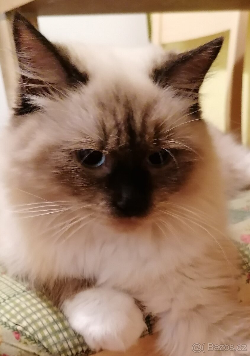 Kocourek ragdoll