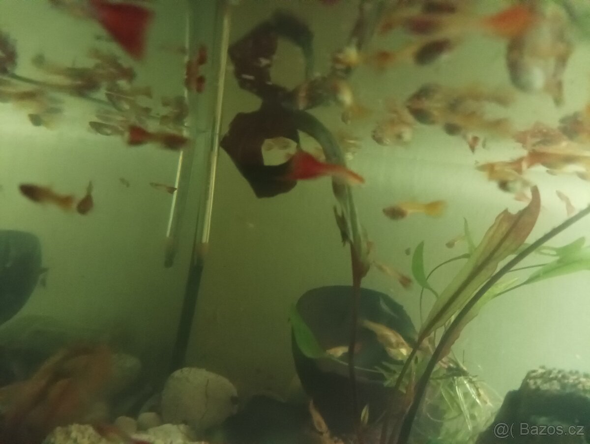 Prodej s vlastního chovu