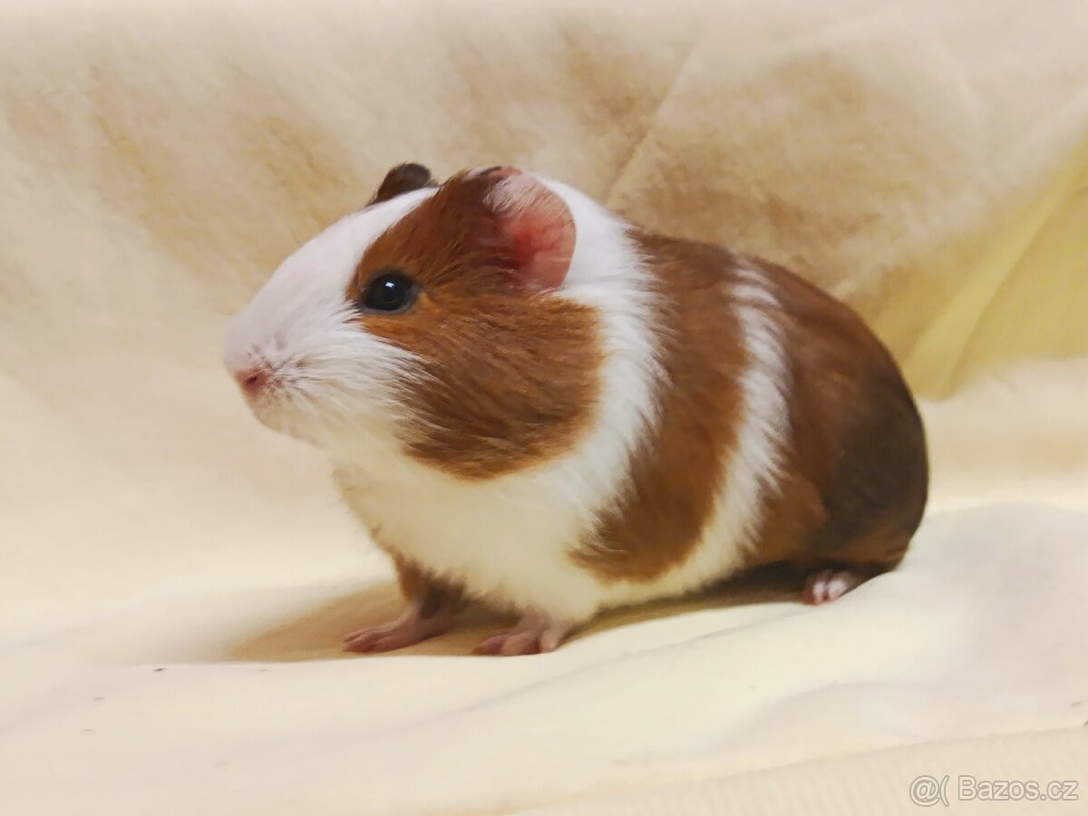 Morče sameček ♂️