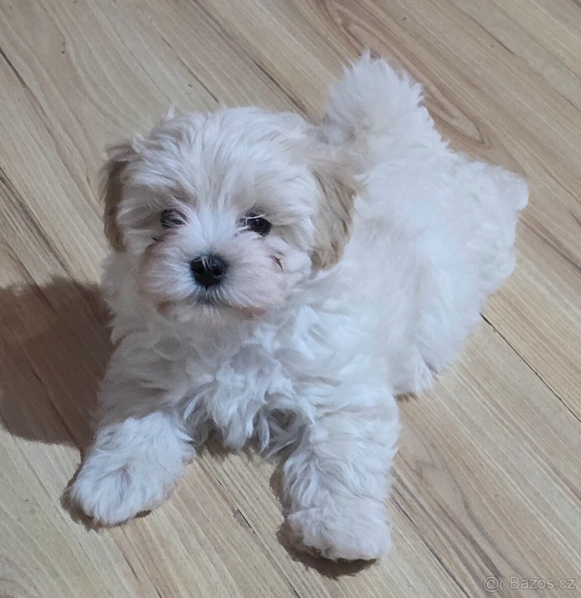 Maltipoo