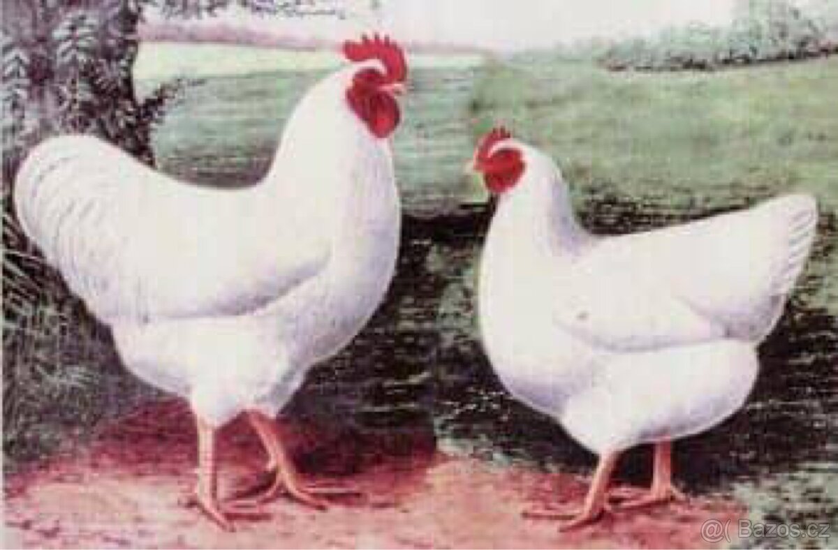 Kuřata plymutky bílé