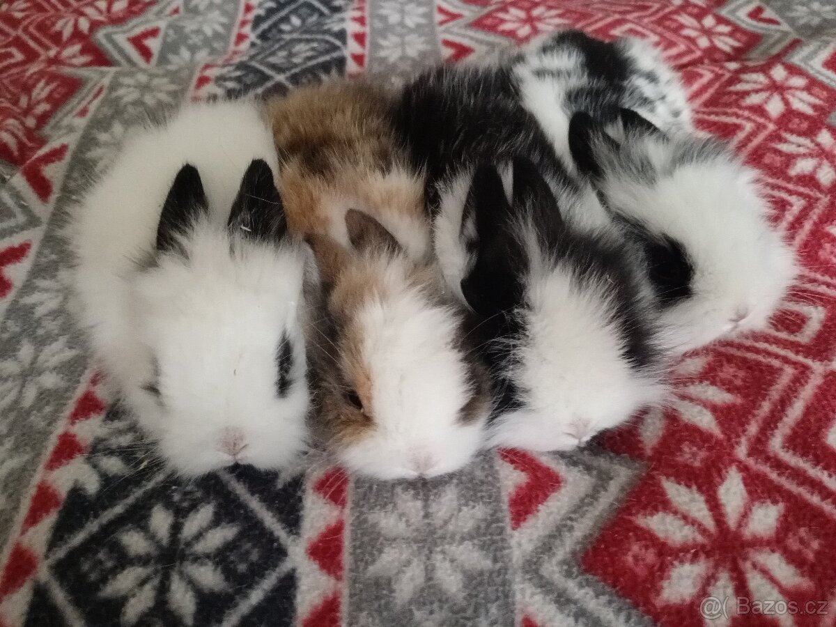 Zakrslý králík králíček