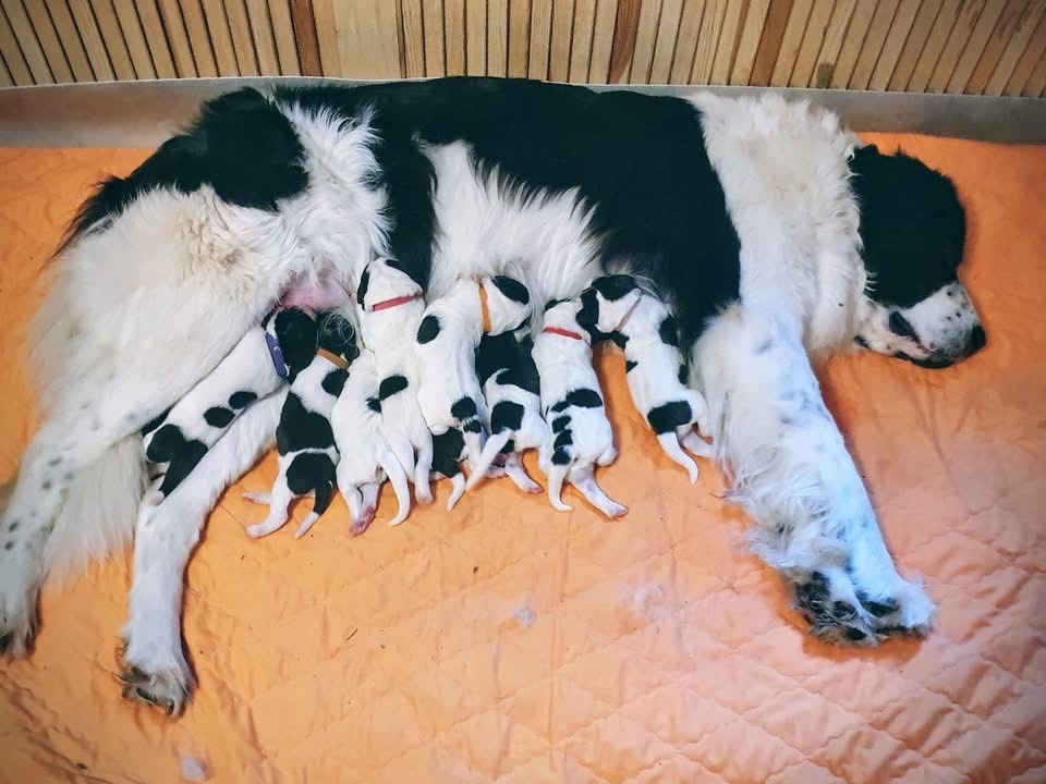 Landseer štěňata