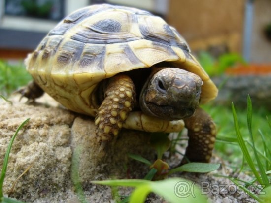 Želva zelenavá a vroubená, mláďata.