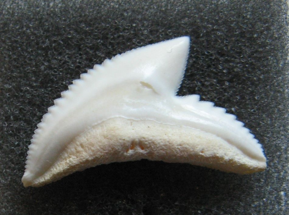 Zub - žralok tygří
