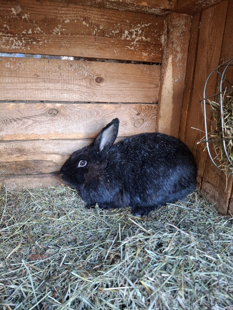 Králík-samice-březí