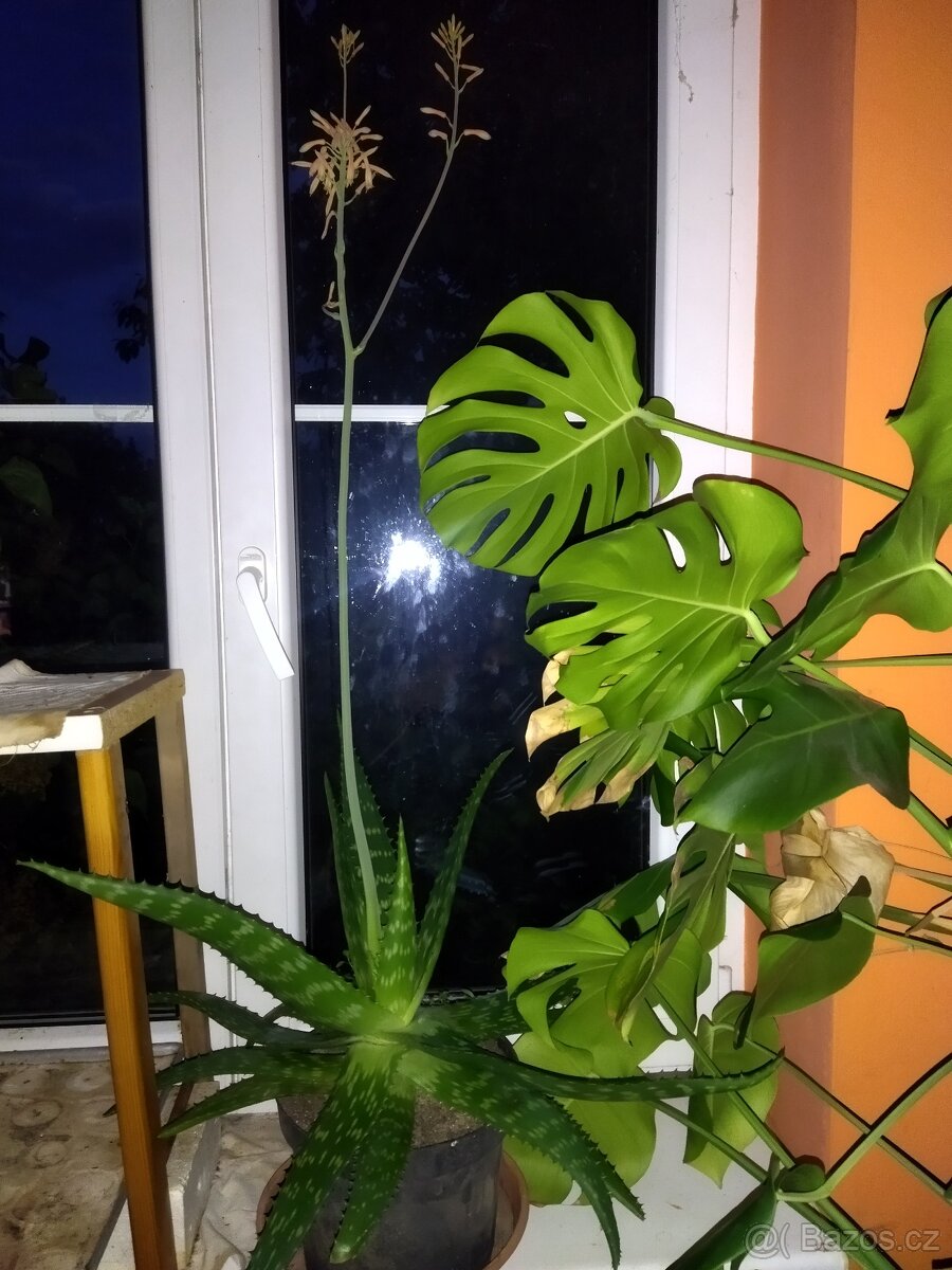 Nabízím aloe vera