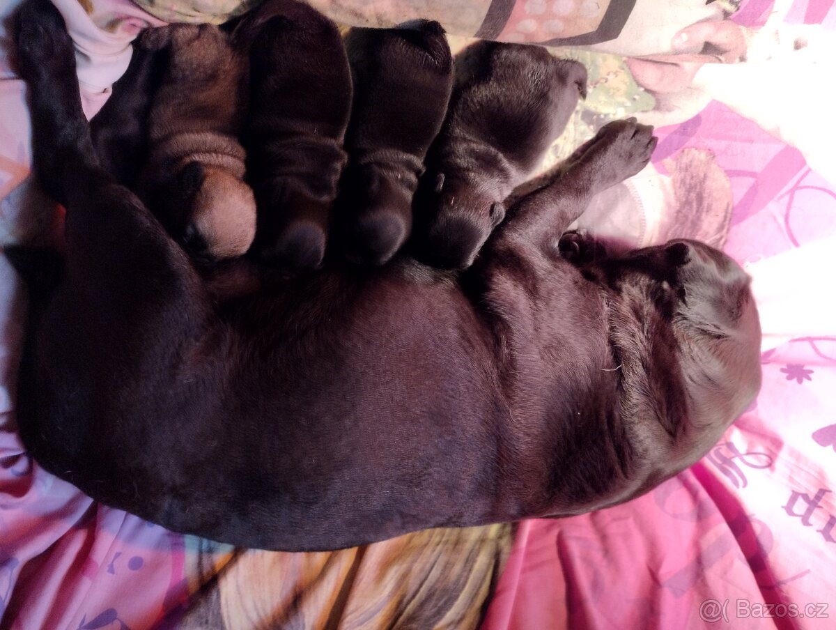 Mops fenečka černá bez PP