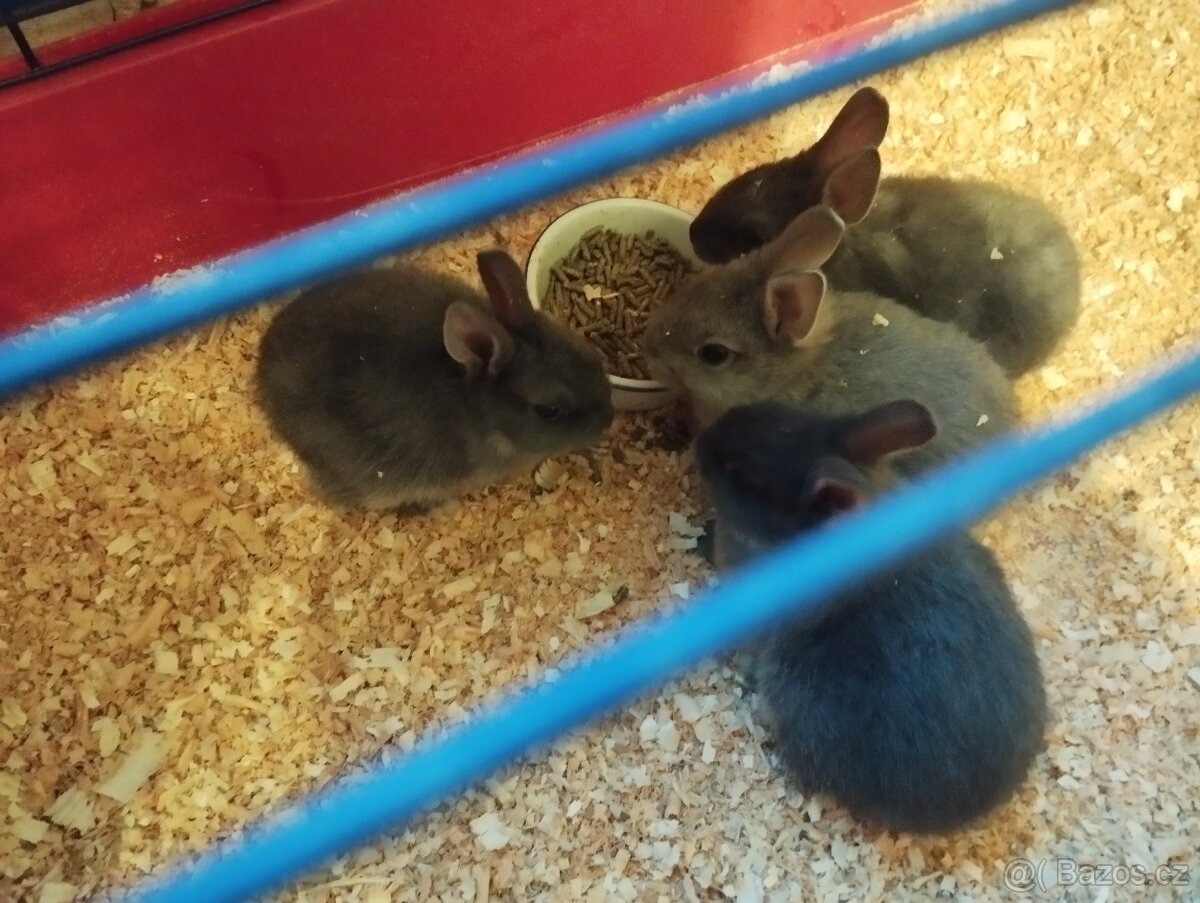 Zakrslý králíček