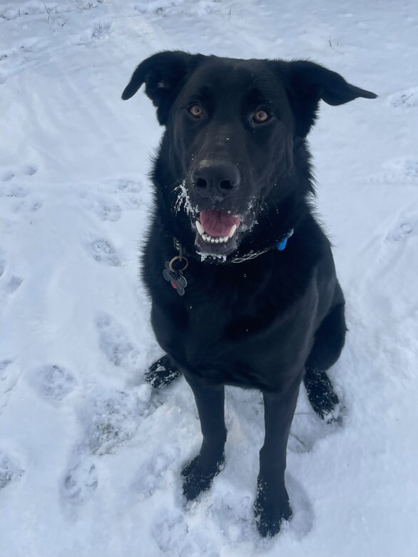 Labrador s Německým ovčákem