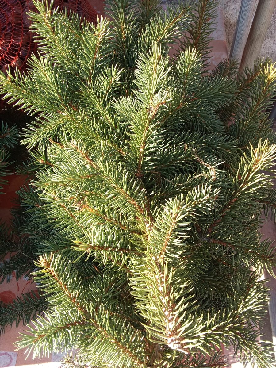 Chvojí,větve,pichlavý smrk na vánoční věnce