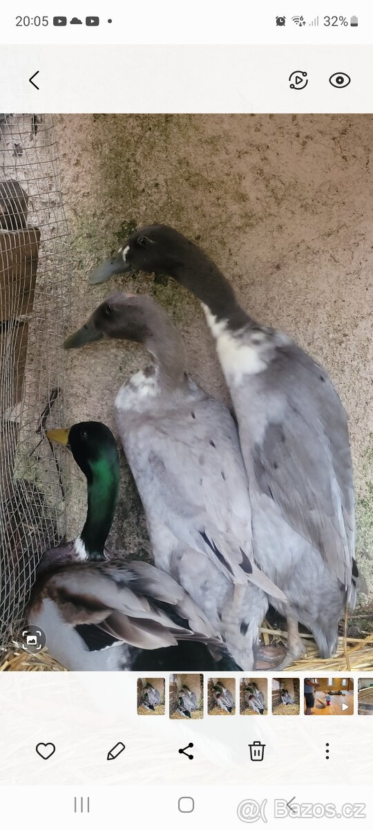 Indický běžec,  chovný kmen