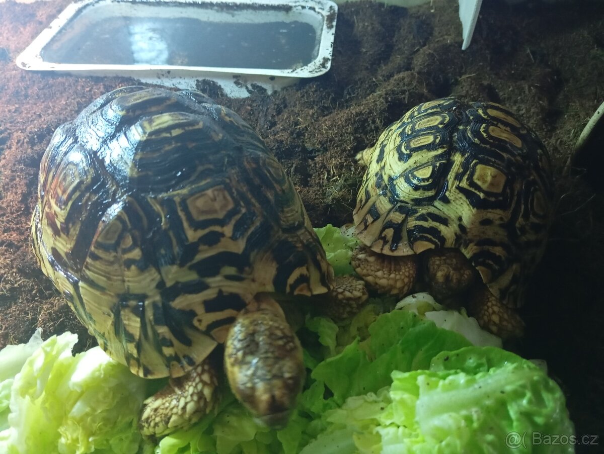 Želva pardálí