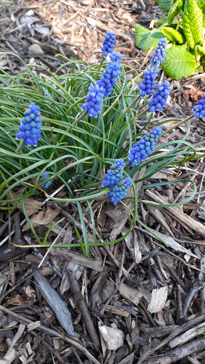 Modřenec do záhonu, skalku ap..