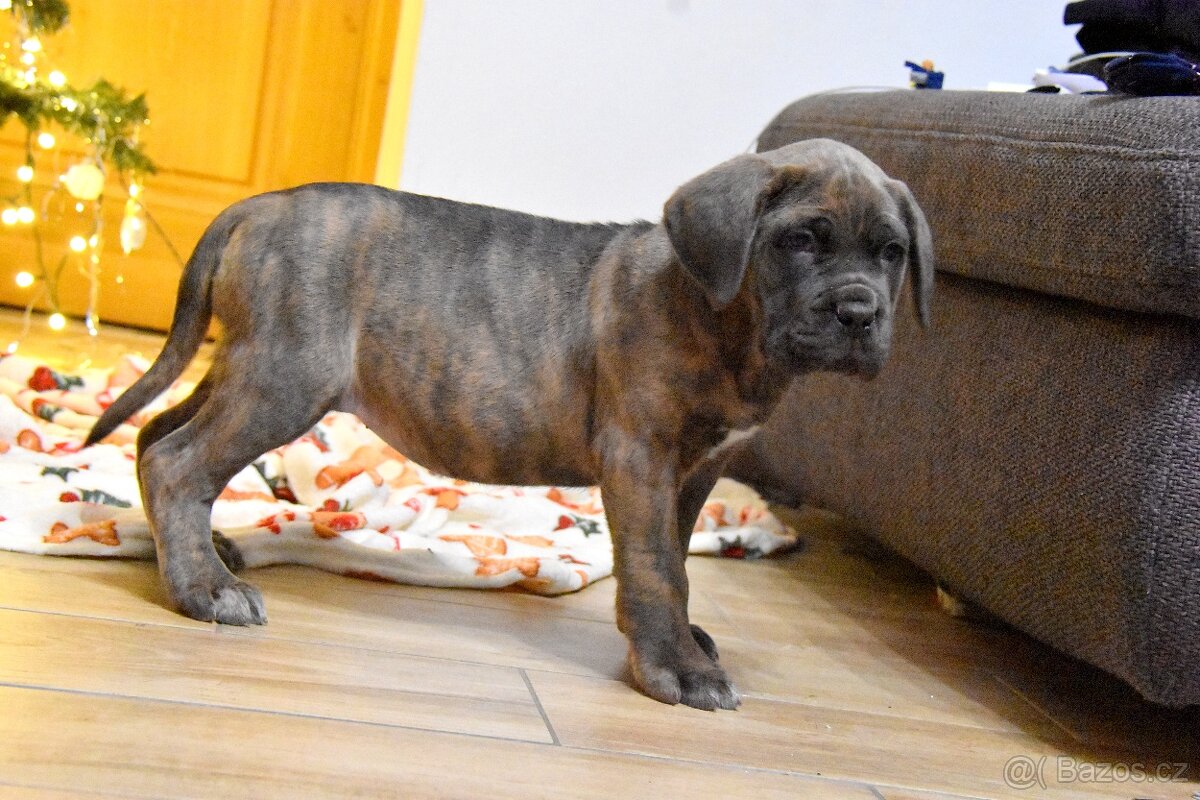 Štěňátka Cane Corso