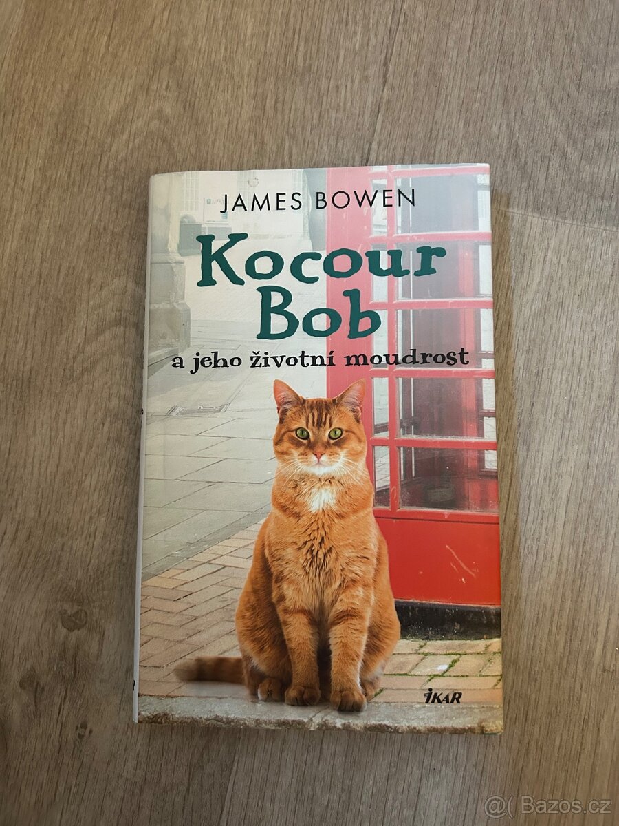Kocour Bob