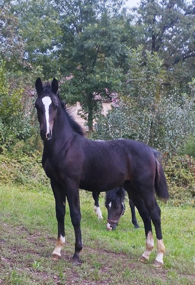 Hřebeček po CAPITANO schweres warmblut