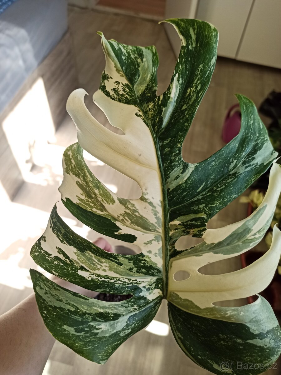 Monstera albo variegata