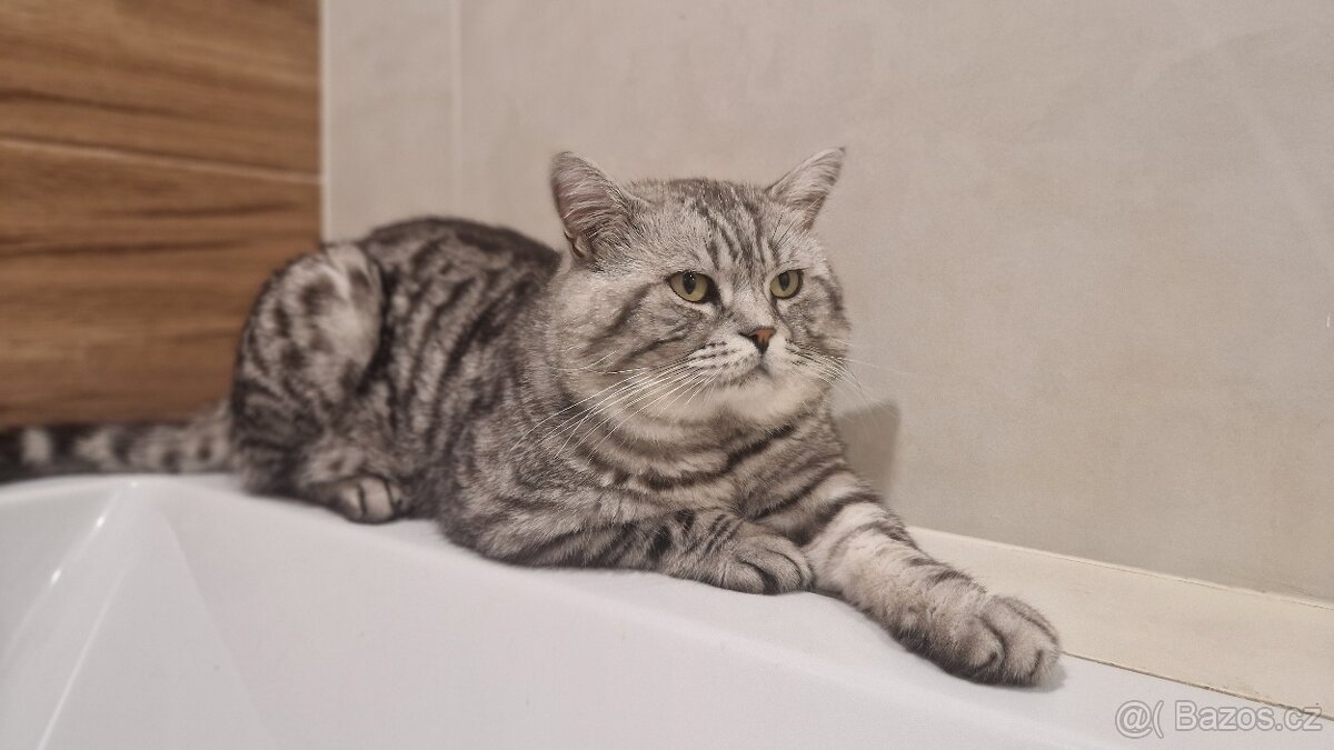 KRYTÍ WHISKAS BRITSKÝ KOCOUR - ČISTOKREVNÝ, ZKUŠENNÝ
