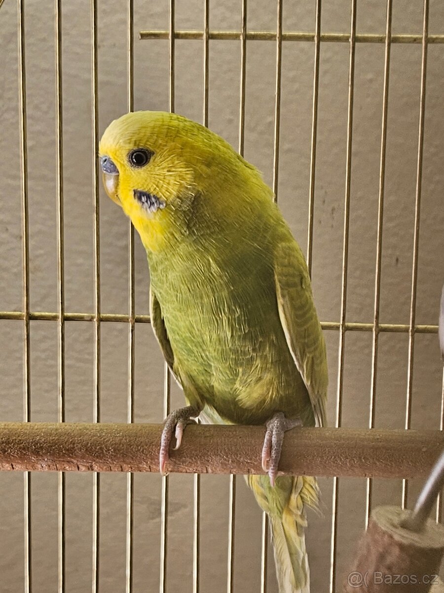 Andulka