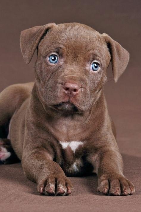 American bully