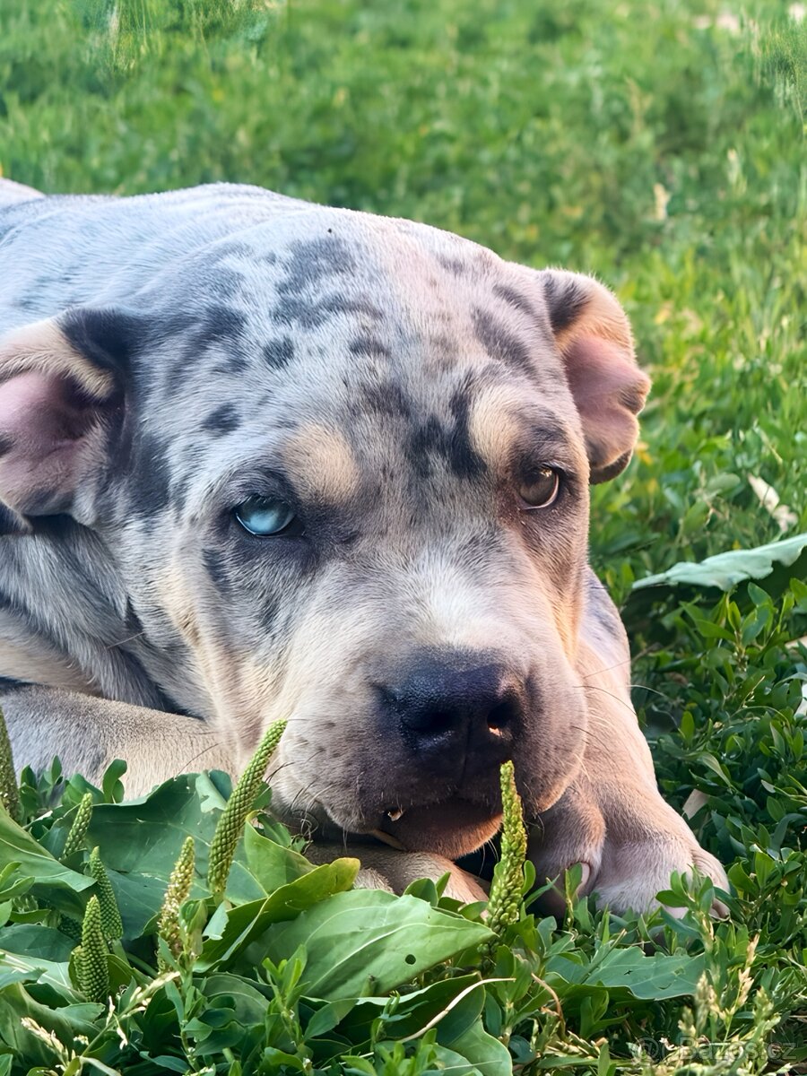 American Bully XL / XXL