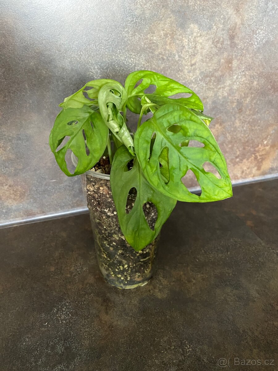 Monstera monkey mask