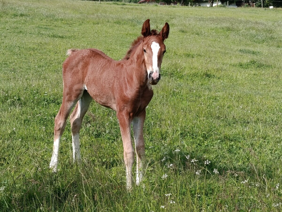 Hříbě - klisna