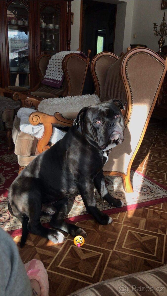 Daruji Amerického buldoka s PP