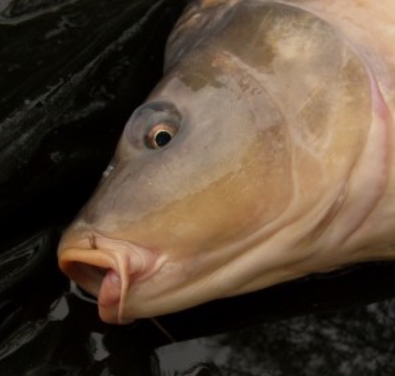 Koupím amura od 8 kg a kapra od 19 kg