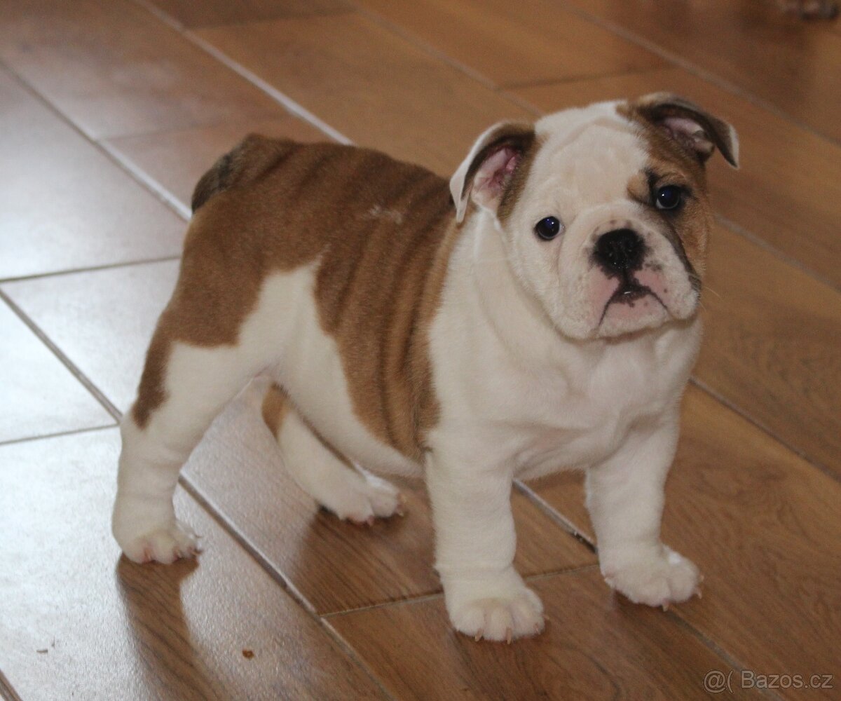Anglický buldok s PP