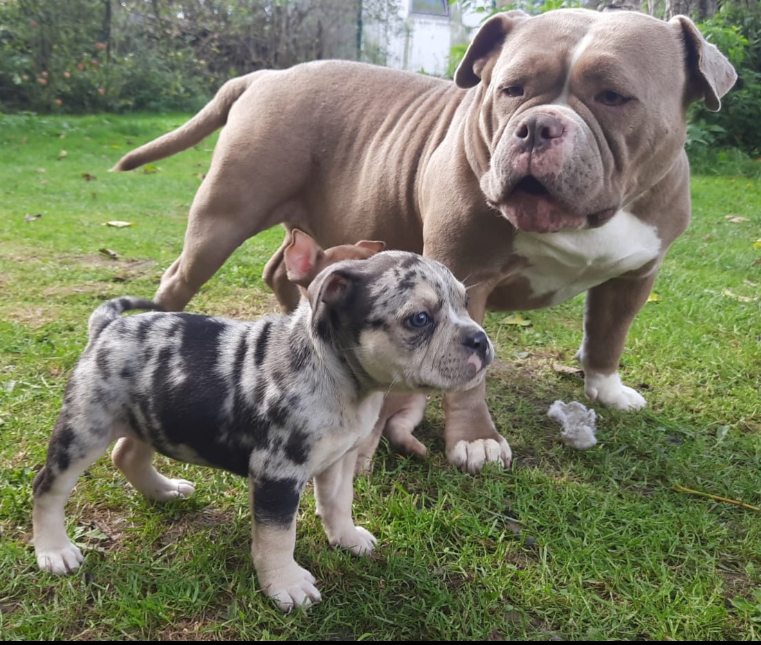 American bully pocket