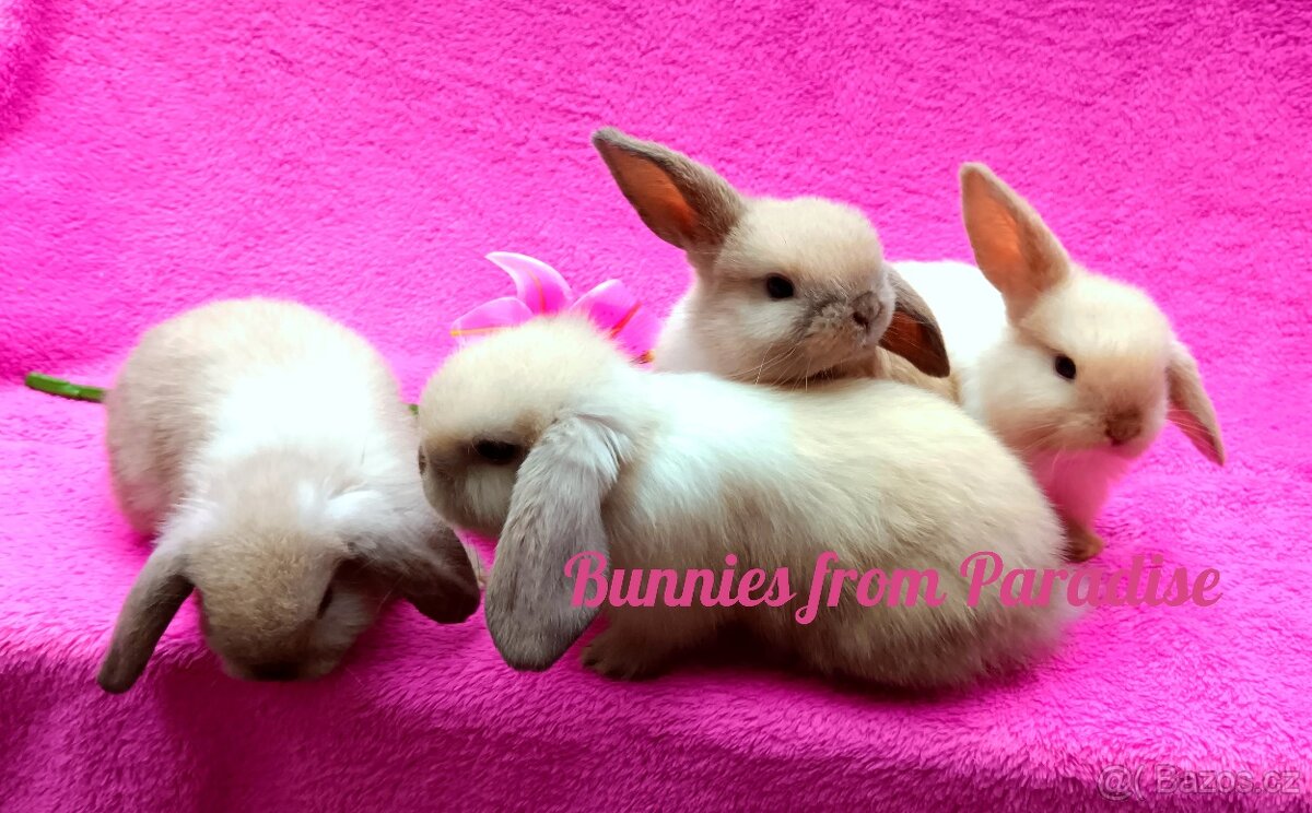 PLYŠOVÍ BERÁNCI HLEDAJÍ NOVÝ DOMOV ❤️❤️❤️