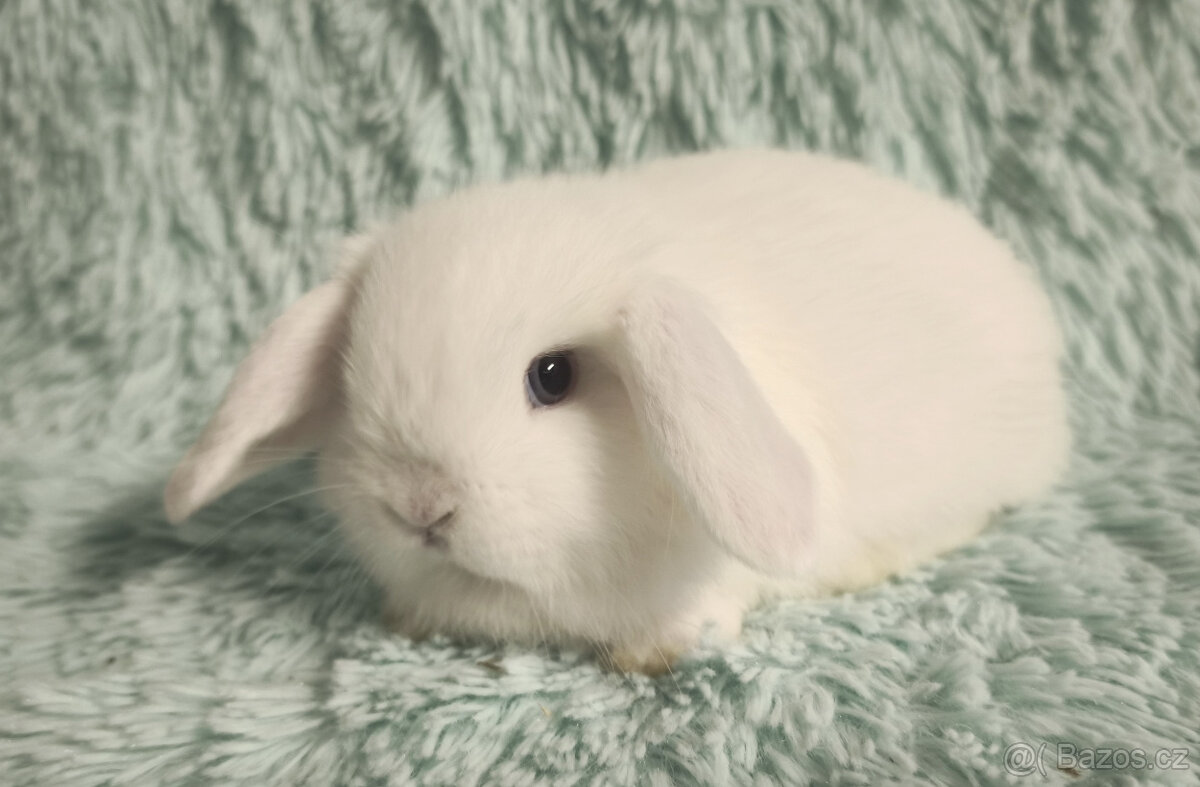 ⭐️ Zakrslý beránek ⭐️ 🍀 S4 🍀