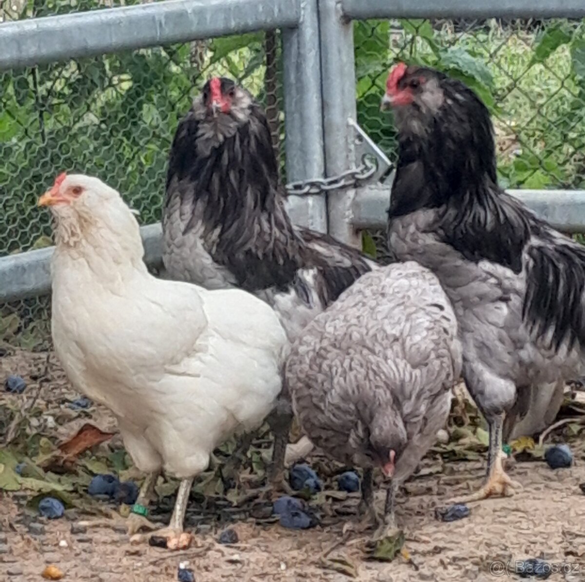 Araukana modrá bezocasá NV