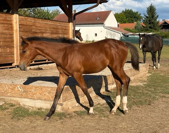 Prodám roční klisnu ČT