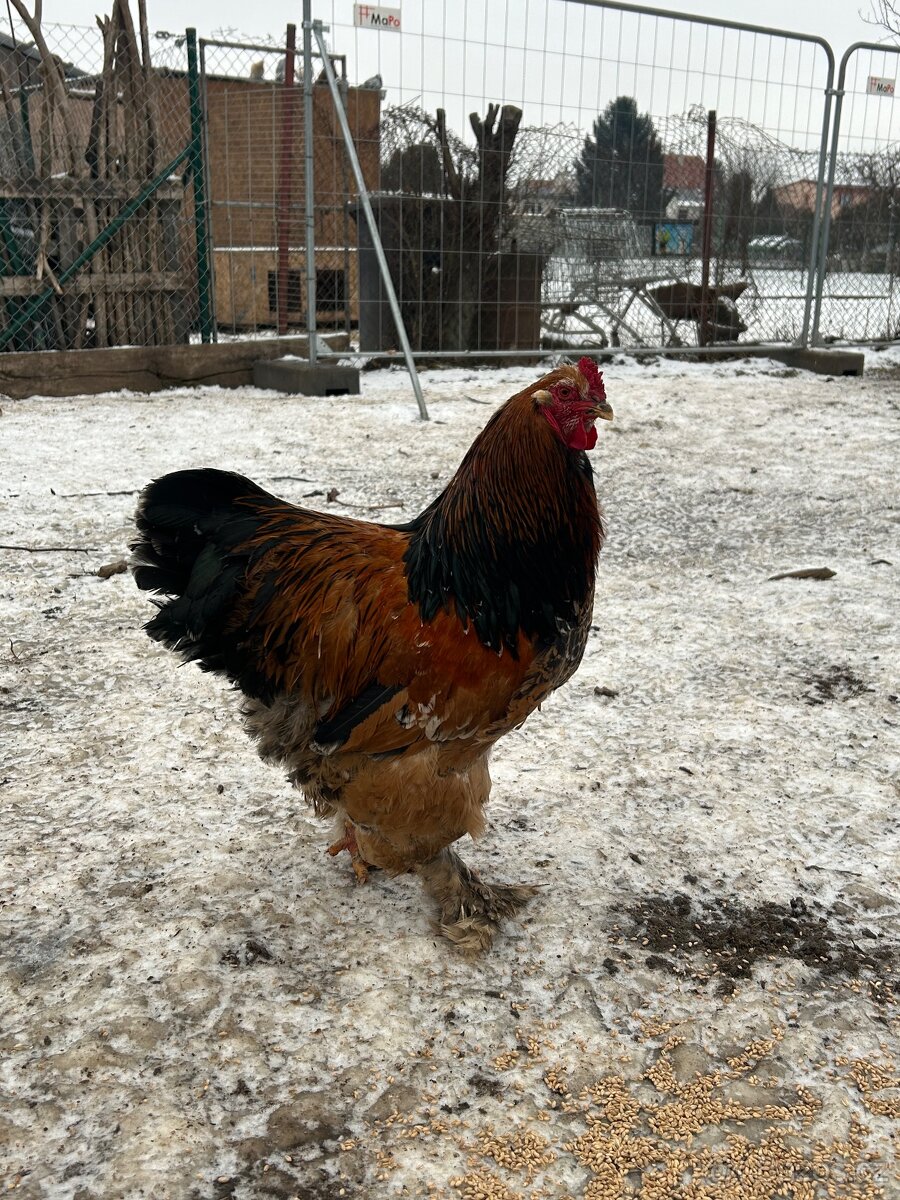 Brahmánka porcelánová