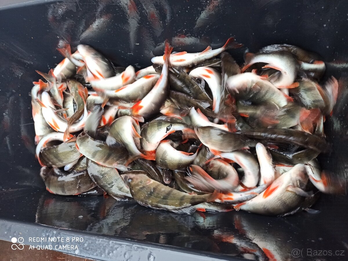 Ryby z jarního výlovu