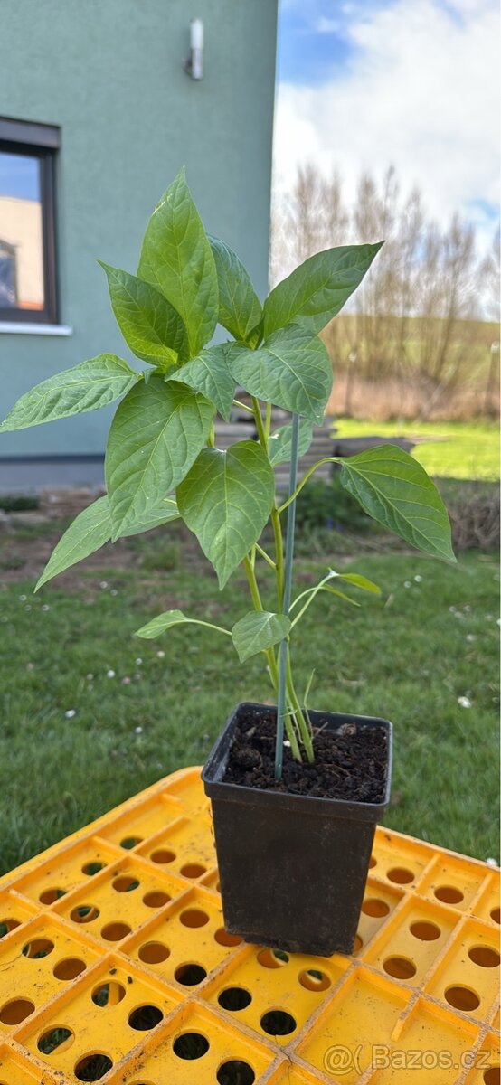 Sazenice paprika