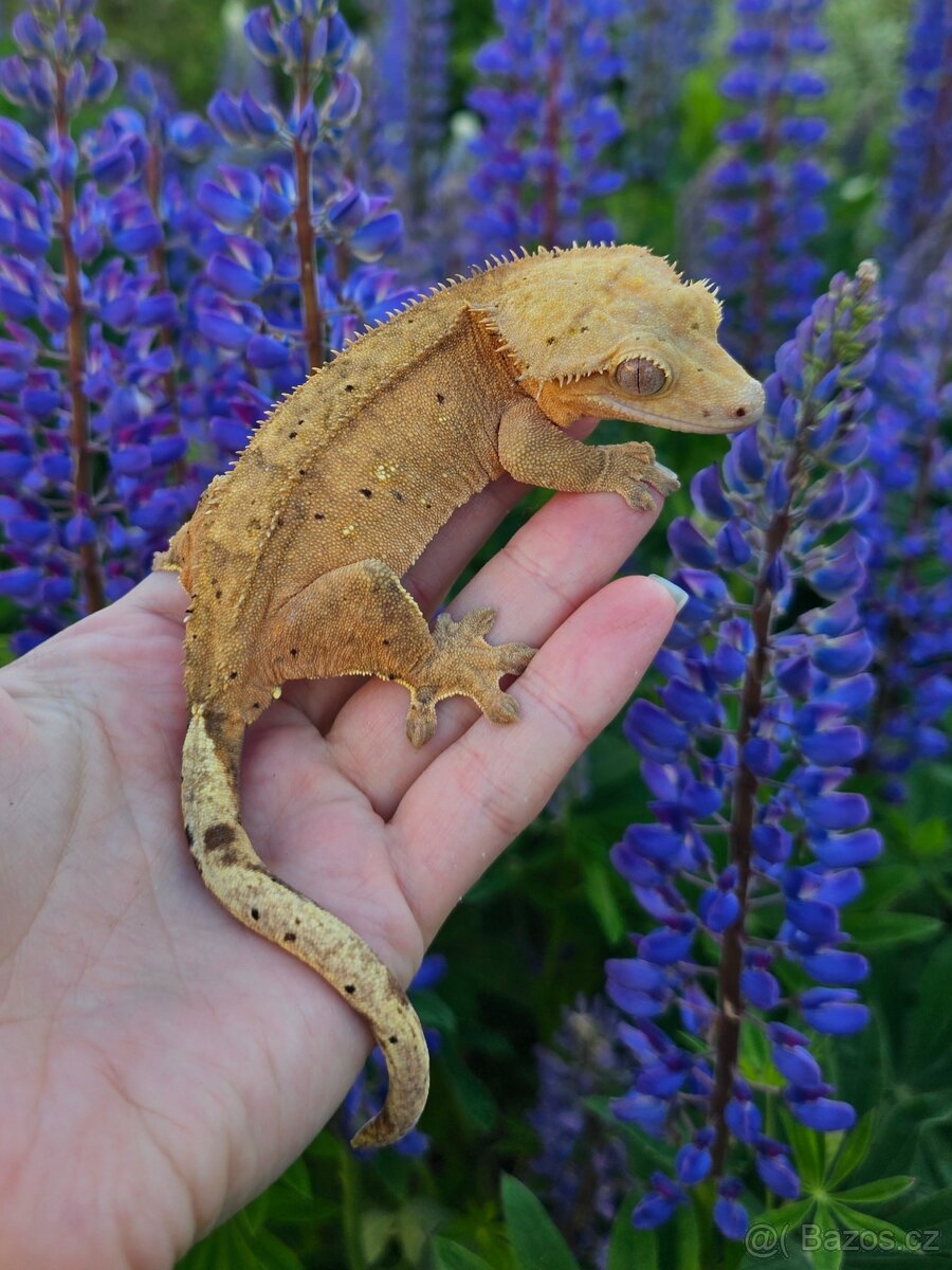 Pagekon řasnatý / ciliatus - dospělá samice