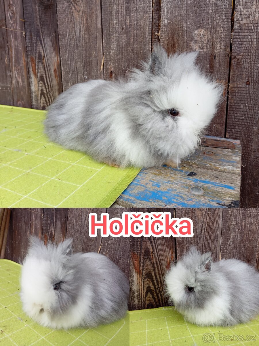 Zakrslý lvíček a teddy