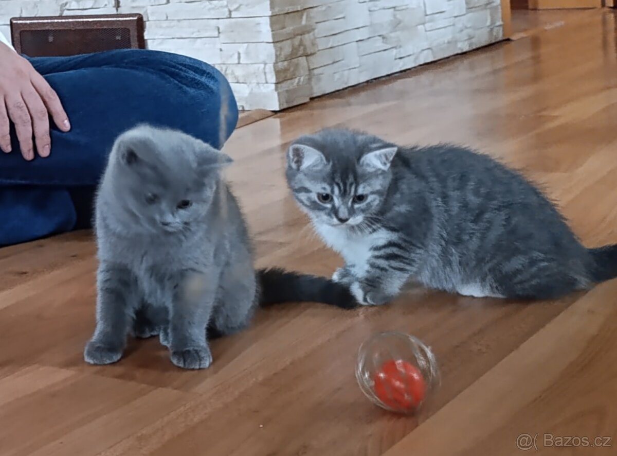 Prodám kocourky Britská modrá + whiskas