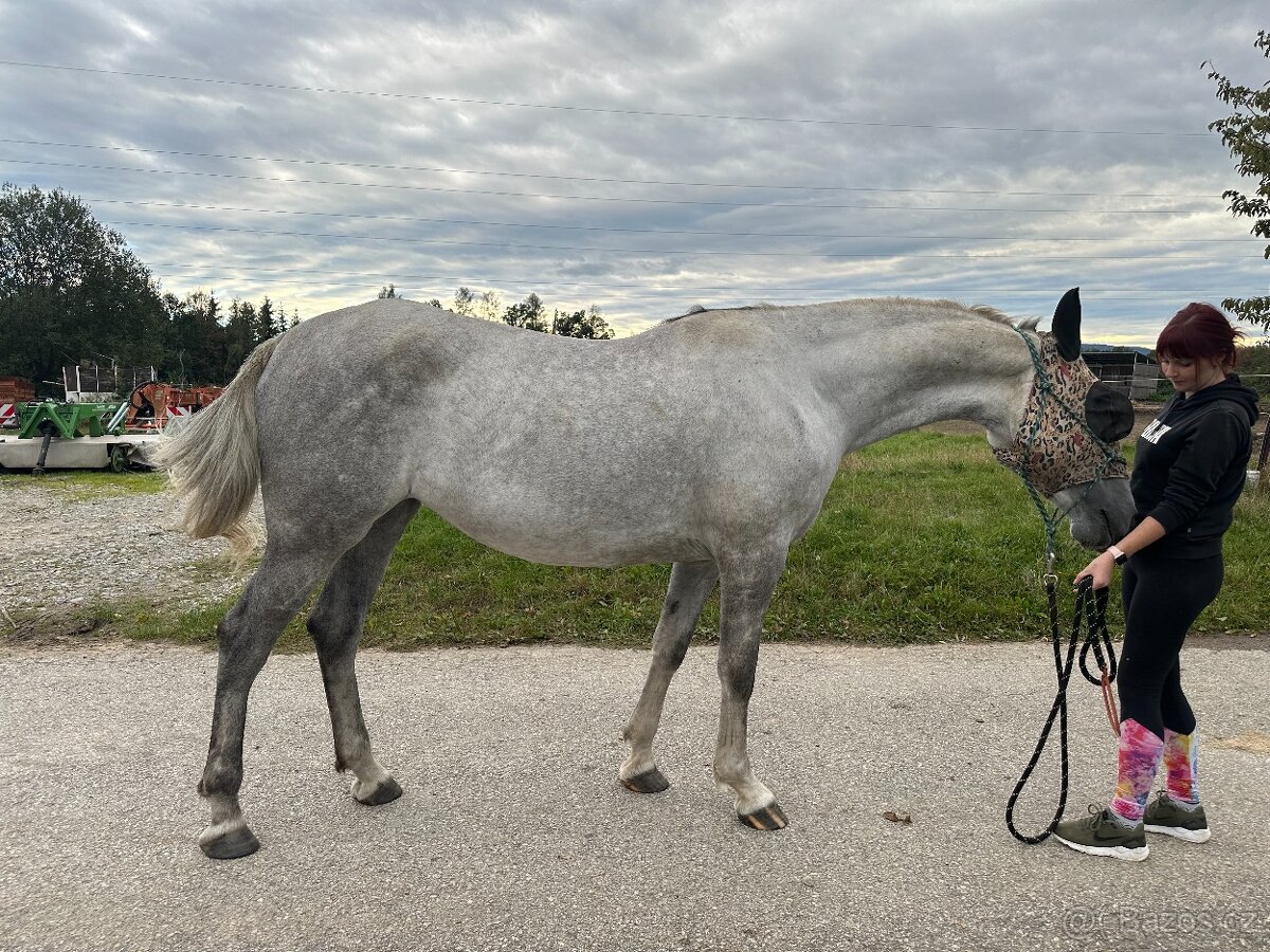 Kladrubská kobyla