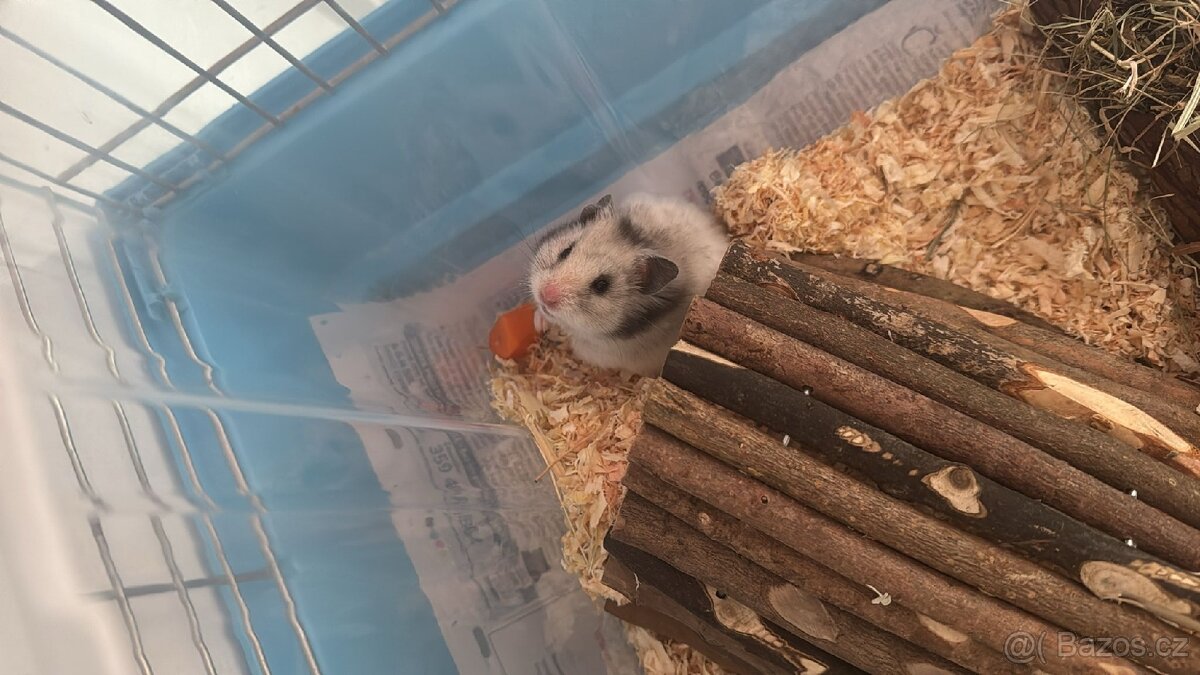 Syrský křeček samička
