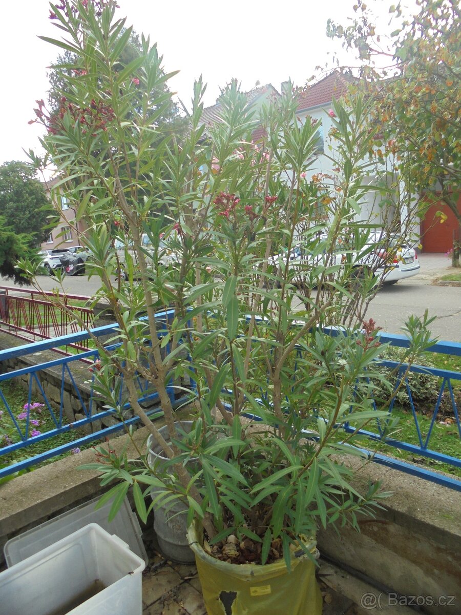 Exotika přímo na zahradě - OLEANDR vzrostlý 240cm