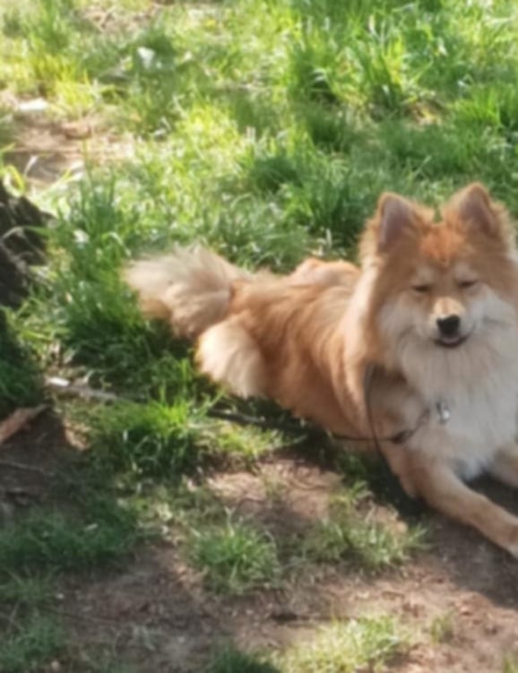 Pomeranian