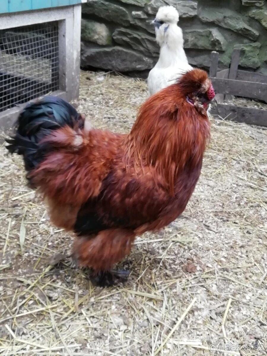 Hedvábnička velká vousatá